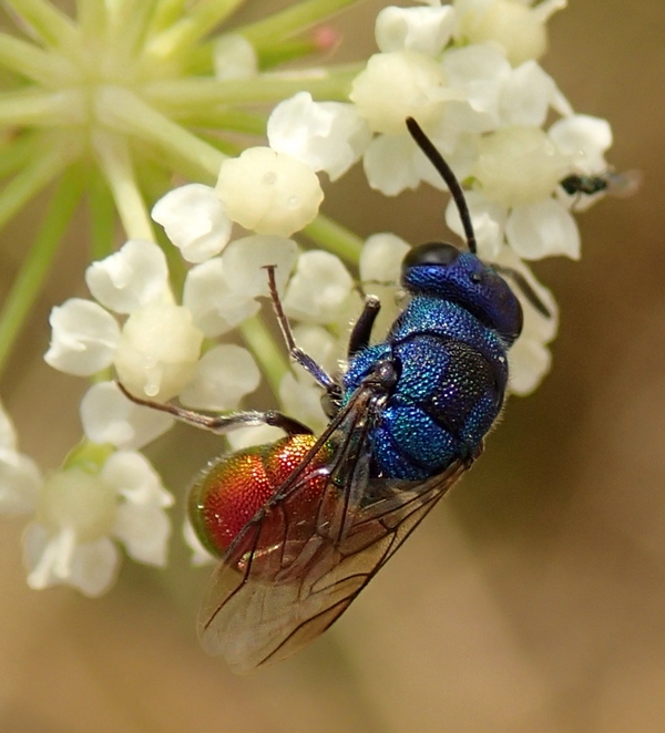 Hymenoptera Chrysididae